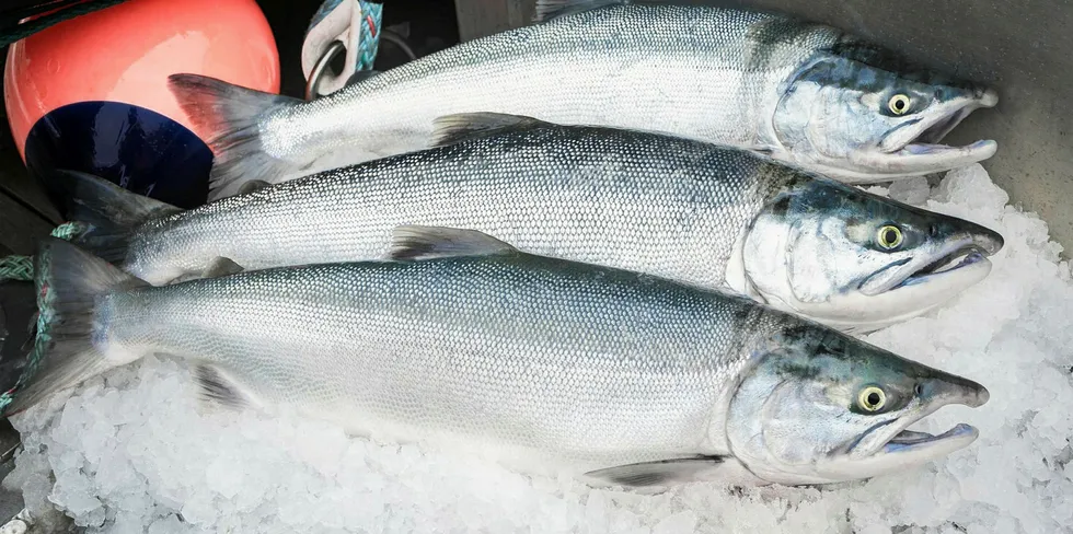 Bristol Bay sockeye salmon's ex-vessel price is nearly 50 percent less than last year's.