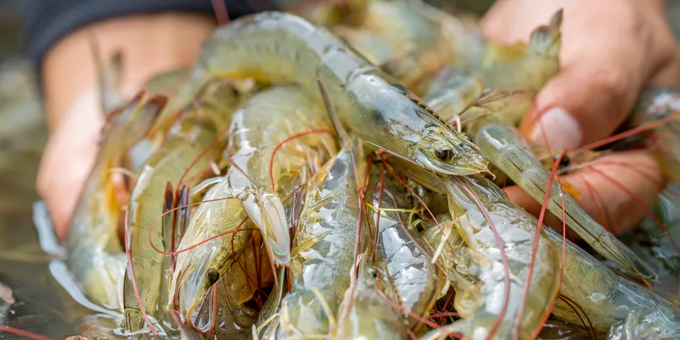 The outlook for shrimp production in Honduras appears to be in the balance over the next 12 months.