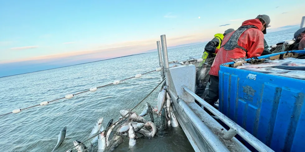 Perry Broderick's crew hauling in salmon on the Nushagak in 2022.