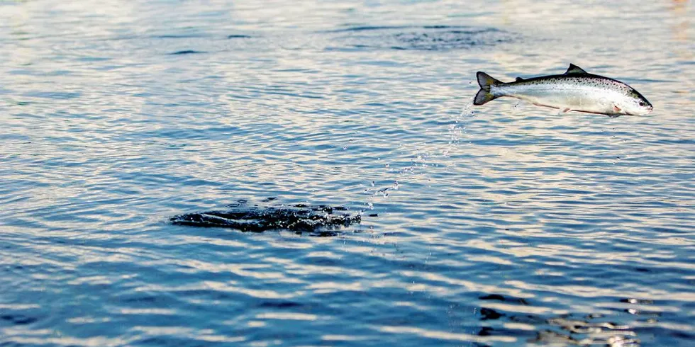 TRENGER BEDRE OMDØMME: Oppdrettsnæringen er svært viktig for mange lokalsamfunn kysten rundt.Foto: Javad Parsa