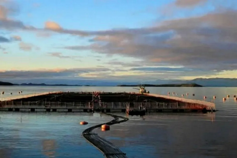 From the Archive December 2018: Cermaq confirms ISA outbreak at Chile salmon farm