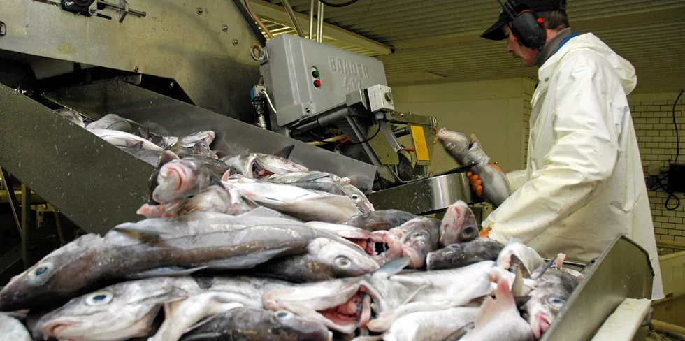 I Vardø er det startet et nytt fiskeriselskap som skal drive fiske, foredling og salg av fisk (Illustrasjonsfoto).