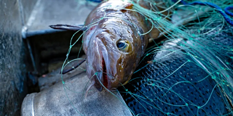 Det nye fiskeriselskapet Fiskebåt Normann i Fitjar, skal drive juksa- og garnfiske, samt teinefiske.