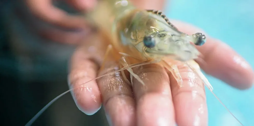 There's not a lot to offer when it comes to indoor, recirculating aquaculture system (RAS) shrimp, but some players are beginning to show promise.