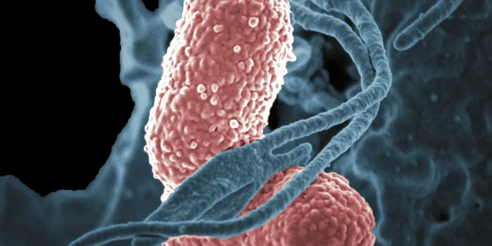 INFEKSJONER: Bakterien Klebsiella pneumoniae er en hyppig årsak til flere ulike infeksjonssykdommer