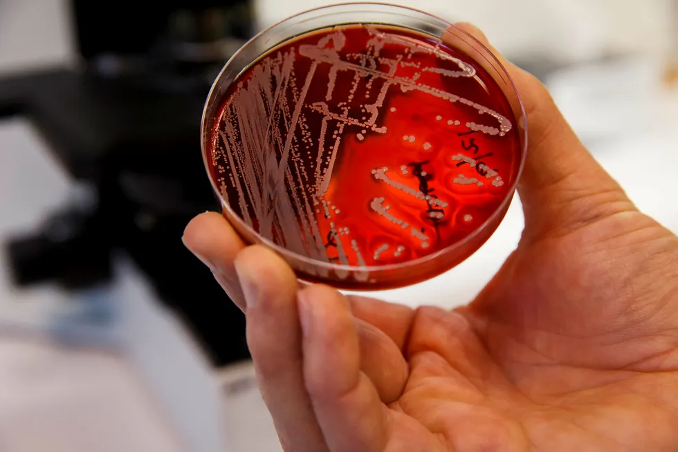 Superresistente bakterier er på fremmarsj i Europa. Bildet viser antibiotikaresistente bakterier/MRSA-bakterier i laboratoriet på Veterinærinstituttet i Oslo. Foto: Cornelius Poppe / NTB scanpix
