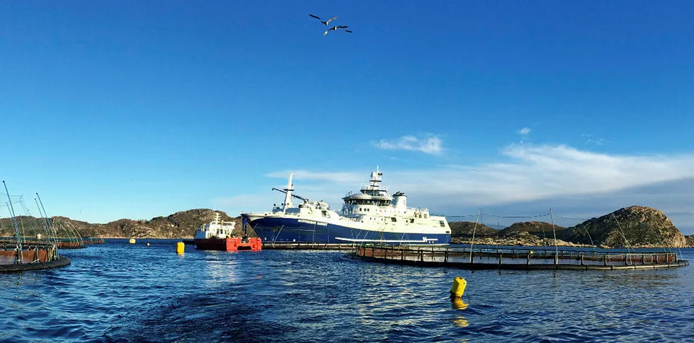 «Norwegian Gannet» laster fisk i Farsund.