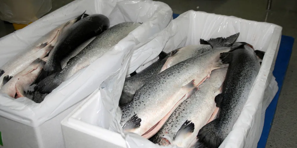 While there is an abundance of large salmon it is complicated by the weak market for air-freighted fish.
