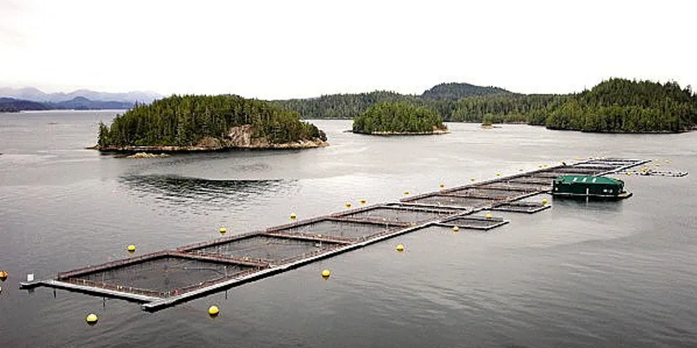 'We are very disappointed that Minister Murray has decided not to issue any salmon aquaculture licenses in the Laich-kwil-tach territory,' said Diane Morrison, managing director at Mowi Canada West.