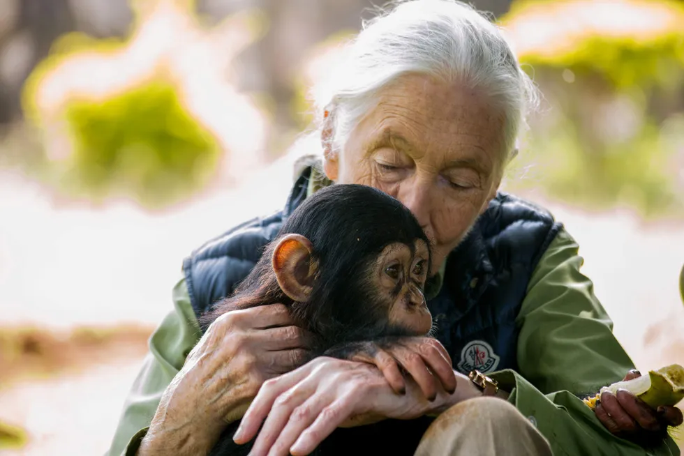 Hun regnes som verdens fremste ekspert på sjimpanser. Hva heter denne britiske kvinnen?