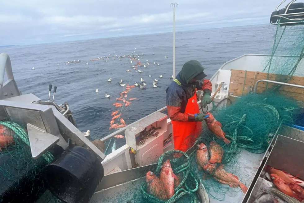 «Oddny Anita» har fisket litt uer også i tillegg til sei utenfor Honningsvåg den siste tiden.