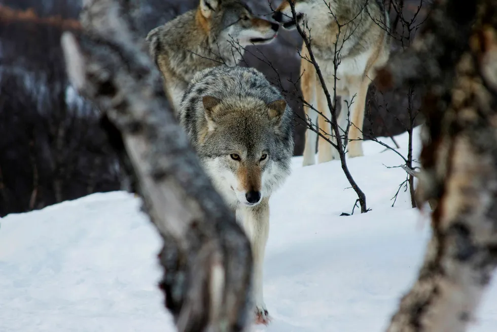 Norge kan ikke tillate endringer i naturmangfoldsloven som setter mindretallets jaktprivilegier høyere enn flertallets glede av rovdyrnatur, skriver artikkelforfatteren. Bildet er fra Polar Park, Bardu. Foto: Inger E. Berg