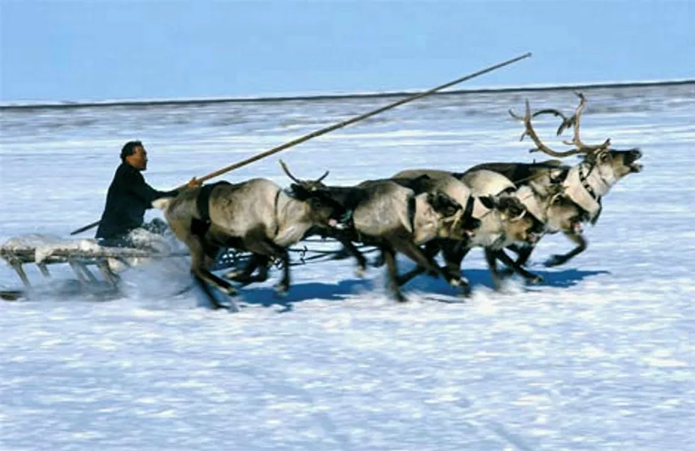 Reindeer sledding on the Yamal peninsula, Russia