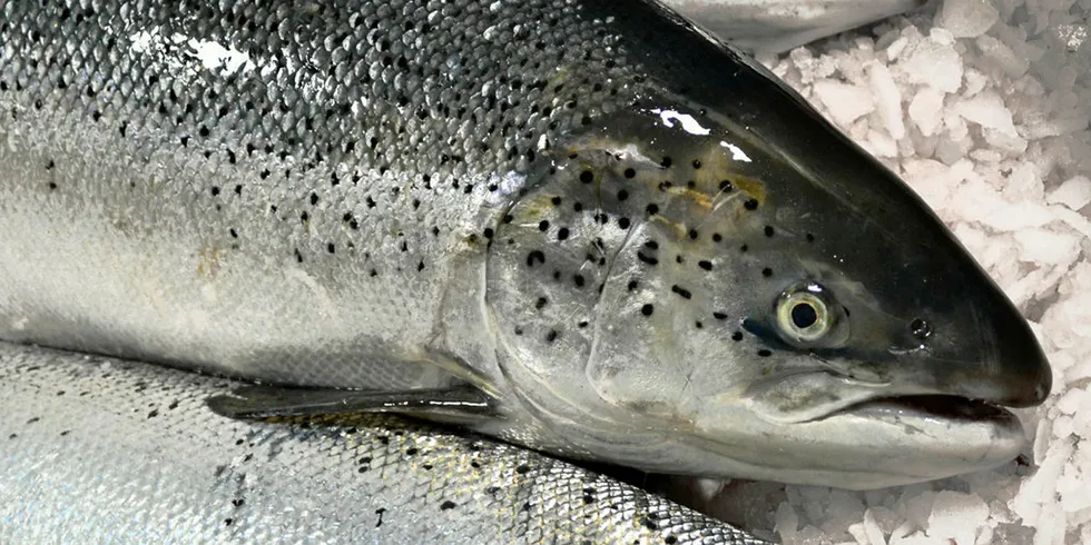 Farmed Norwegian salmon is safe to eat.