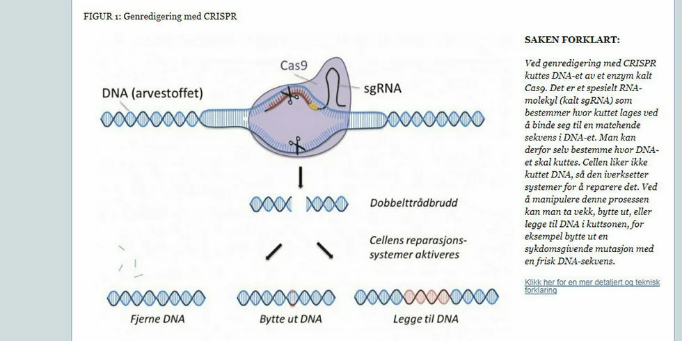 Slik forklarer Bioteknologirådet CRISPR på sine nettsider.