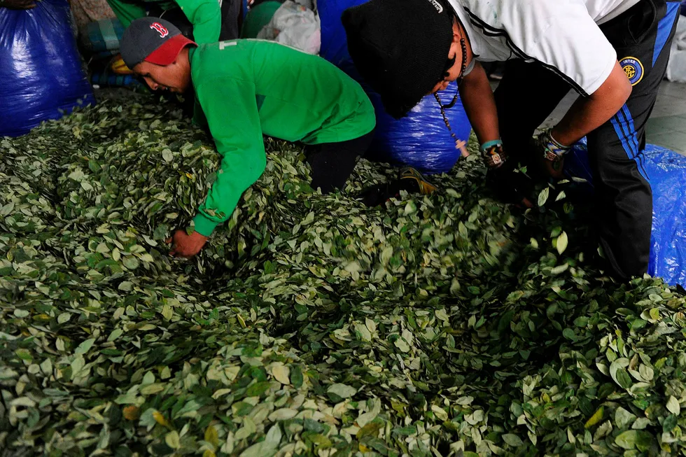 Koka-bønder pakker koka for salg på markedet i La Paz i Bolivia. Ifølge en FN-rapport er Bolivia verdens tredje største produsent av koka etter Colombia og Peru. Foto: JORGE BERNAL