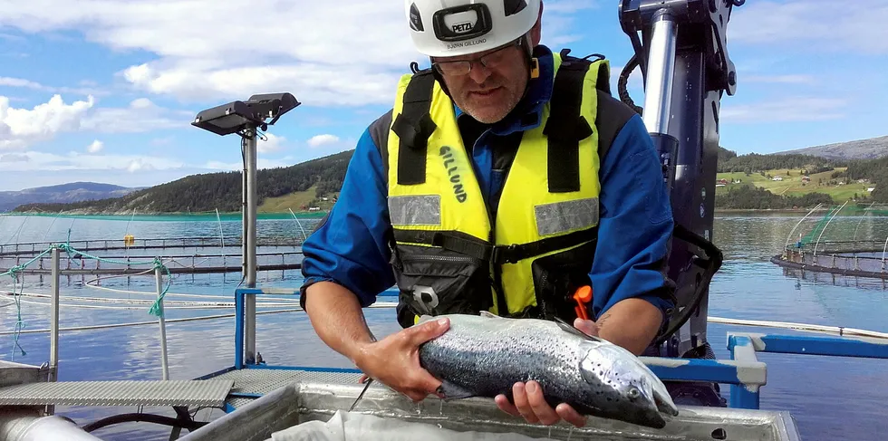 Bjørn Gillund, veterinær og kvalitetssjef i SinkabergHansen sjekker resultat etter en avlusingsbehandling.