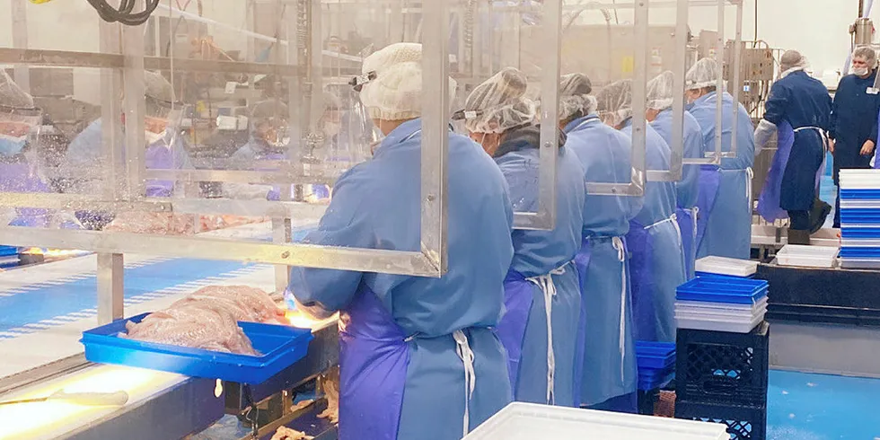 Blue Harvest staff built 3-sided plexiglass separations to improve social distancing measures on the plant floor. The company is receiving USDA money allocated as part of coronavirus relief for seafood to serve the USDA's Section 32 programs.