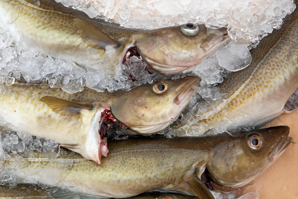 Norway cod's Marine Stewardship Council certification gets up to six-month reprieve