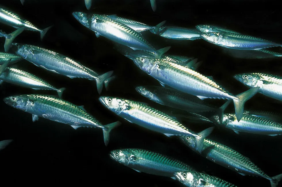Makrellkvoten reduseres med 20 prosent i 2018. Foto: Rudolf Svensen