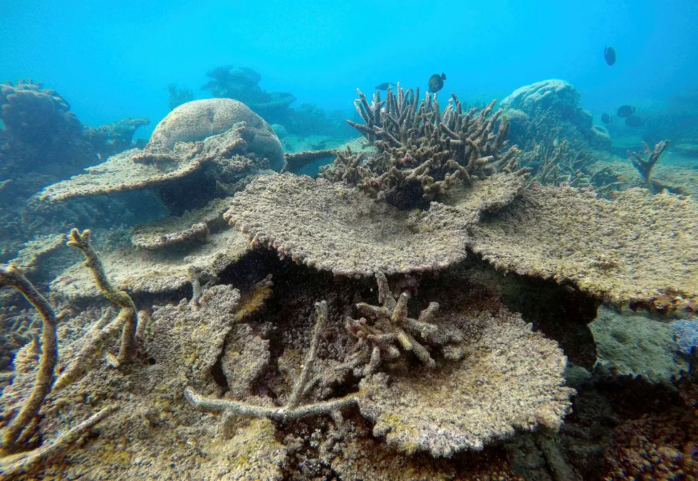 Verdens største og viktigste korallrev dør i foruroligende tempo. Bildet viser døde koraller i Zenith Reef, som utgjør nordre del av Great Barrier Reef i Australia. Foto: Greg Torda/Courtesy/Reuters/NTB scanpix