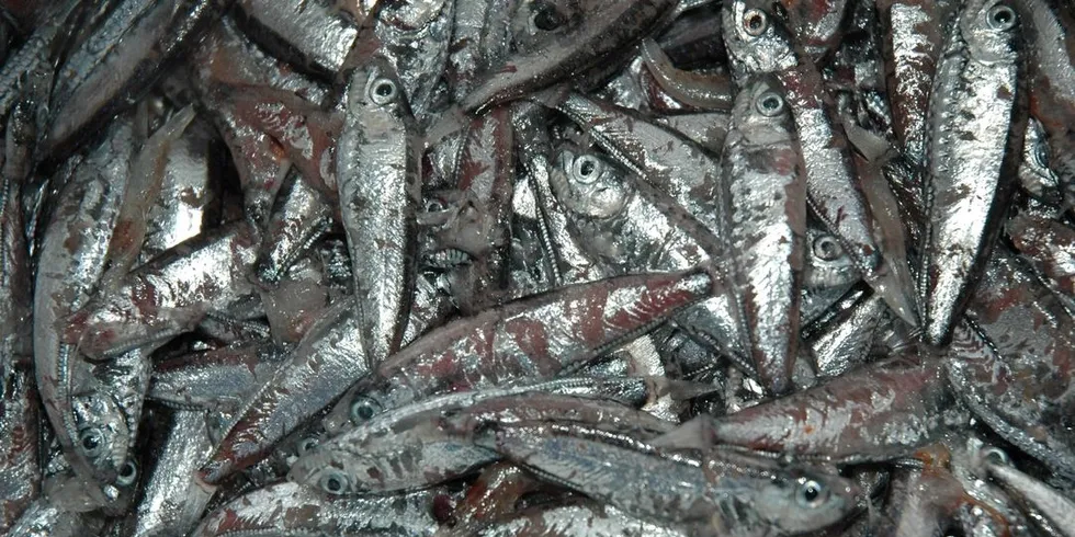 Lysprikkfisken er svært skjør og går raskt i oppløsning. Det setter krav til effektiv konservering ombord i fiskefartøyene. Ill.foto: Leif Nøttestad/Havforskningsinstituttet