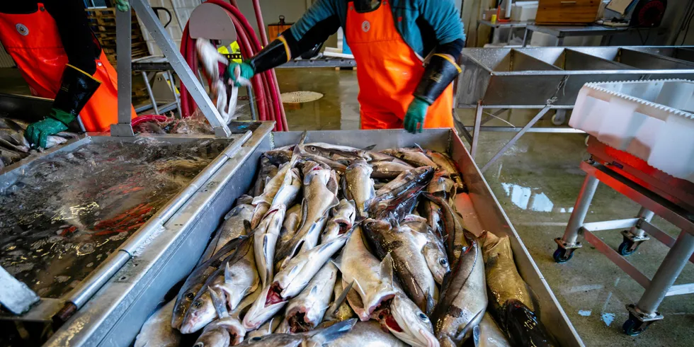 Forskeren baserer kvoterådene sine fra vintertoktet og økosystemtoktet som foregår årlig. I tillegg henter de inn landingstall fra fiskeriene.