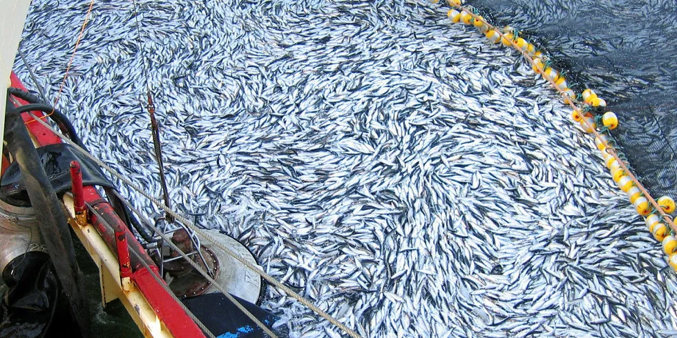 MØRE: Fiskerne blir ikke enige med seg selv om det er mye eller lite sild i havet.