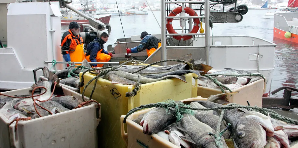 Fiskerne vet ikke hva de møter i året lofotfiske. Her fra leveranse av skrei i Henningsvær under fjorårets fiske.