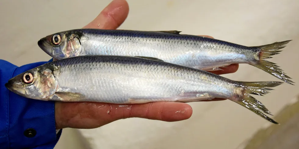 Havforskerne på tokt har nå møtt de første sildestimene. Dette (bildet) er sild i størrelsen rundt 270 gram, og den som antas å ha overvintret i og utenfor Kvænangen.