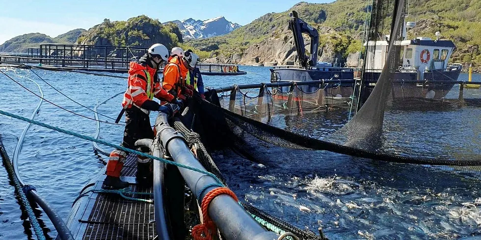 EVAKUERING AV LAKS: Opplastingen av den første fisken som evakueres på grunn av algeoppblomstringen fra lokaliteten Kalvhodet til Nordlaks.