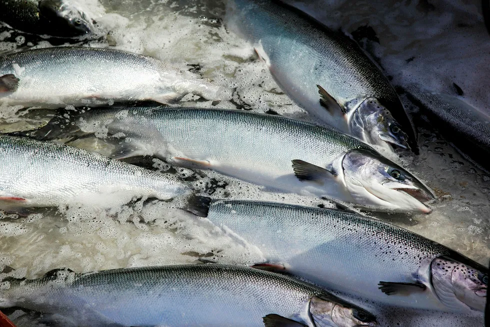 Norwegian salmon prices stable amid good Christmas volumes