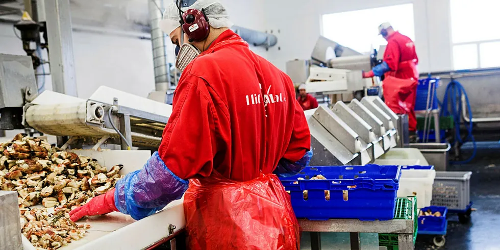 LABERT: Taskekrabbefiske har vært labert så langt i år. Men både fiskerne og landsiden har tro på at fisket skal ta seg opp. Her fra HitraMat, en av Norges største krabbeprodusenter.