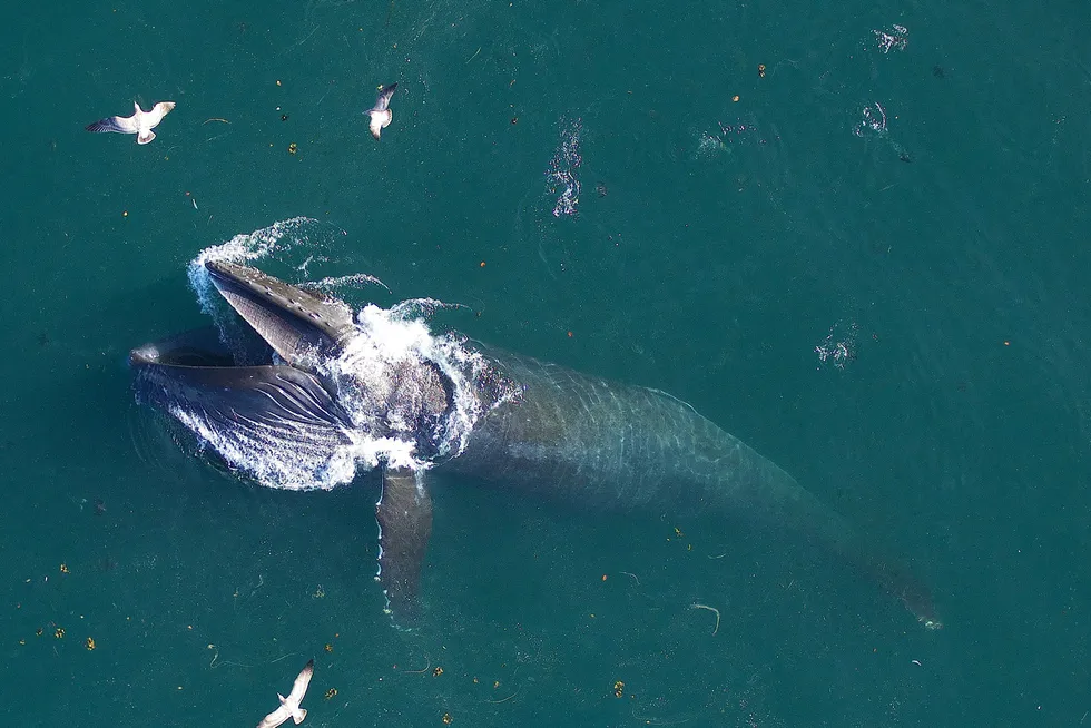 Paus Biru: a blue whale surfaces off the coast of California
