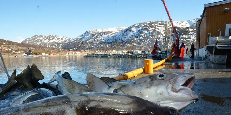 Fiskerne vil få bedre betalt for torsken neste år, mener professor Terje Vassdal. Foto: Rune Ytreberg