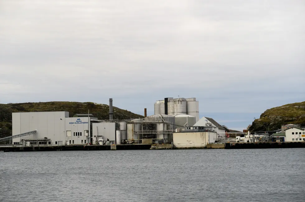 Den hundre år gamle sildemel- og oljefabrikken, Pelagia Bodø, mister halve driftsgrunnlaget sitt.