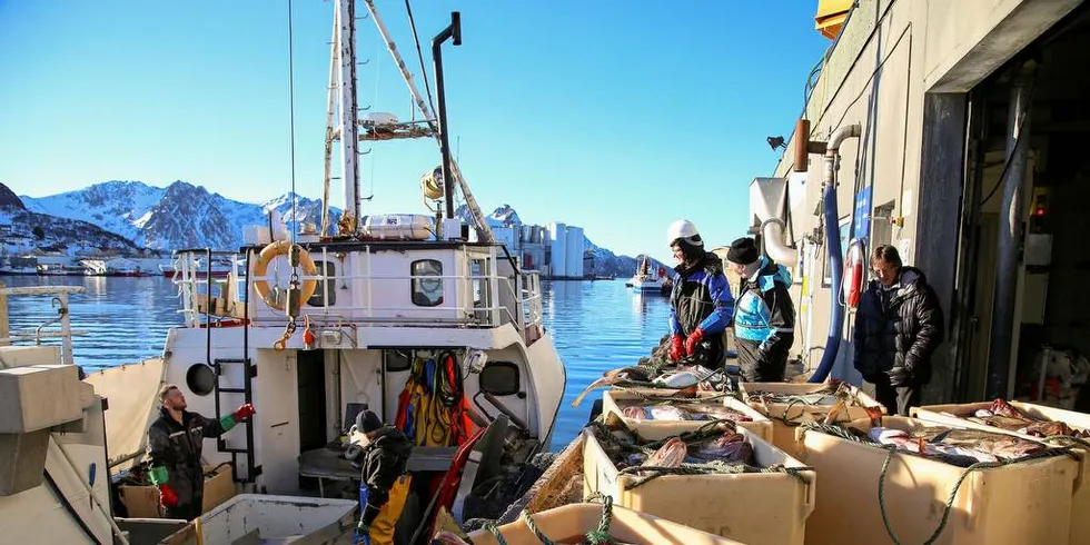 Hittil i år har Norge eksportert 53.000 tonn fersk torsk, inklusiv filet, for 1,9 milliarder kroner. Her fra skreifisket på Myre i vinter.Foto: Silje Helene Nilsen