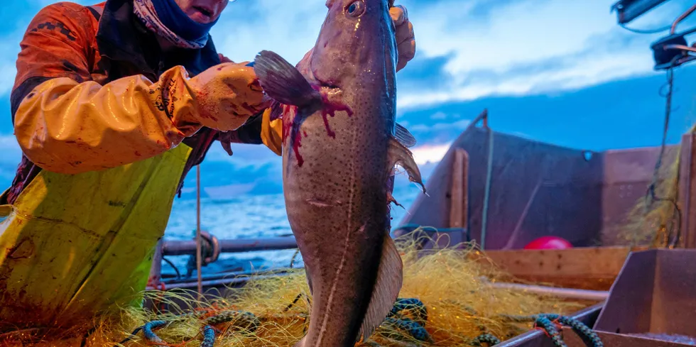 Fiskeribladet er med på torskefiske på yttersiden av Lofoten.