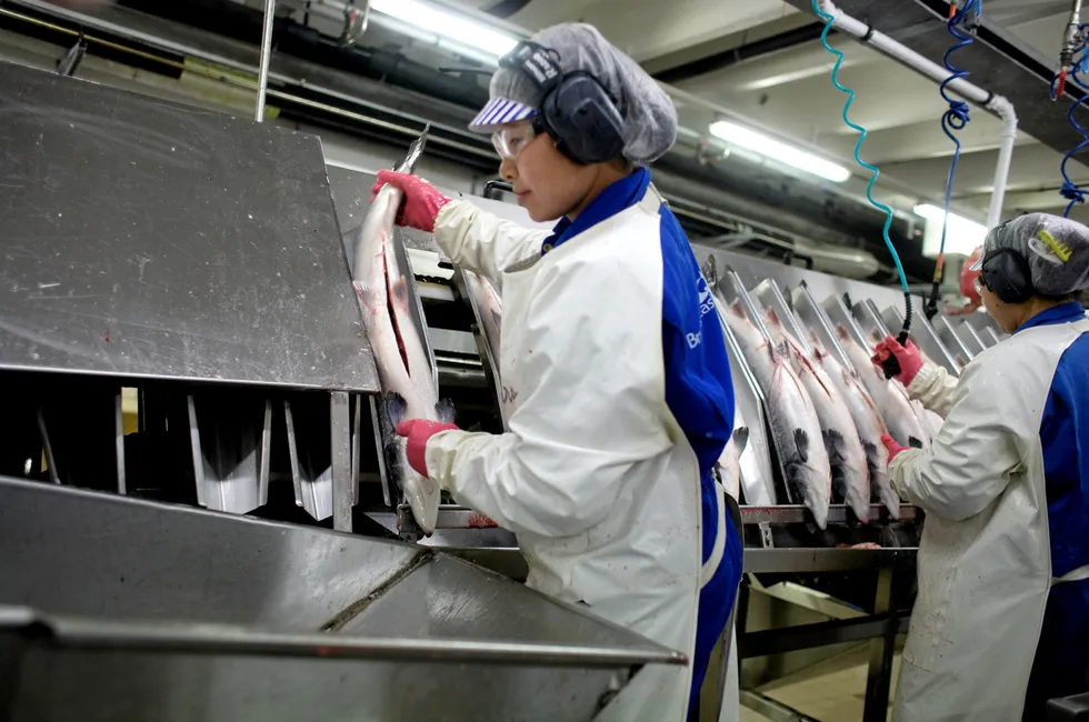 Produksjon av Salmalaks ved fiskefabrikken Bremnes Seashore i Bømlo - Benjawan Magnusson setter opp fisken slik at den kan renses ordentlig.