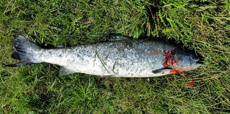 Rømt oppdrettslaks fanget i Sira-Kvina nord for Flekkefjord. Fiskene som er blitt fanget i elven så langt, har ligget på mellom 1-2,5 kilo.