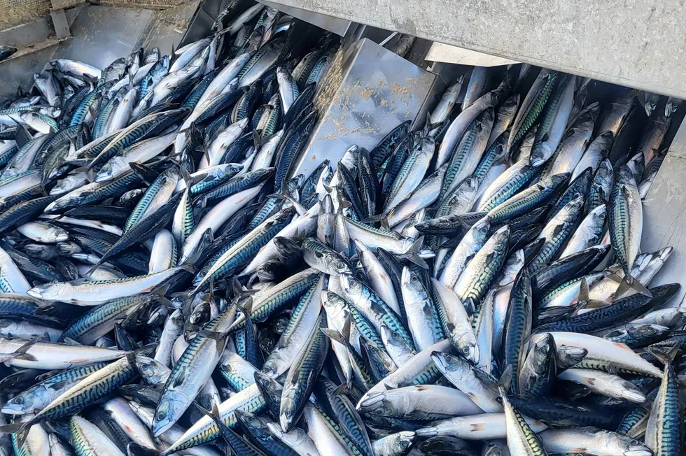 Fiskeridirektoratet har fastsatt endelige kvoter i fisket etter makrell for 2024.