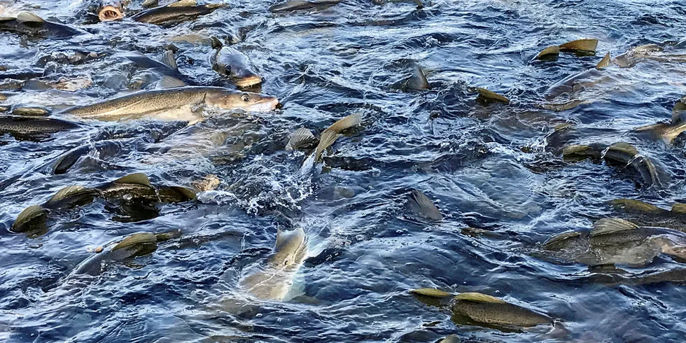 All fisk som levendelagres i sjø skal veies og telles før utsetting i merd. 