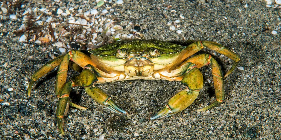 Havforskningsinstituttet har kikket nærmere på muligheten for et kommersielt fiskeri på strandkrabber.