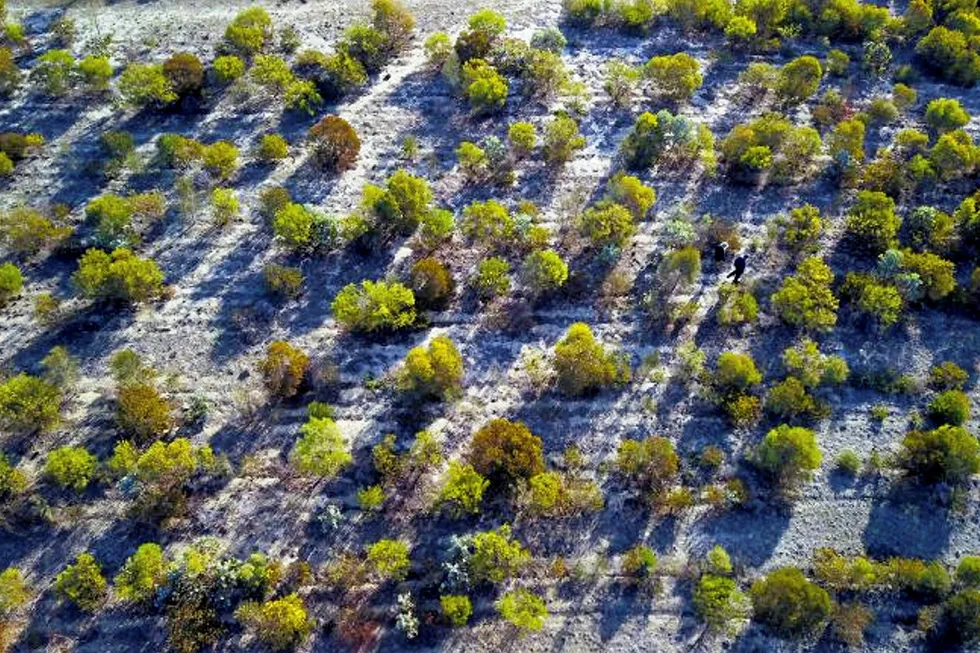 restoration planting in Gondwana Link, Western Australia