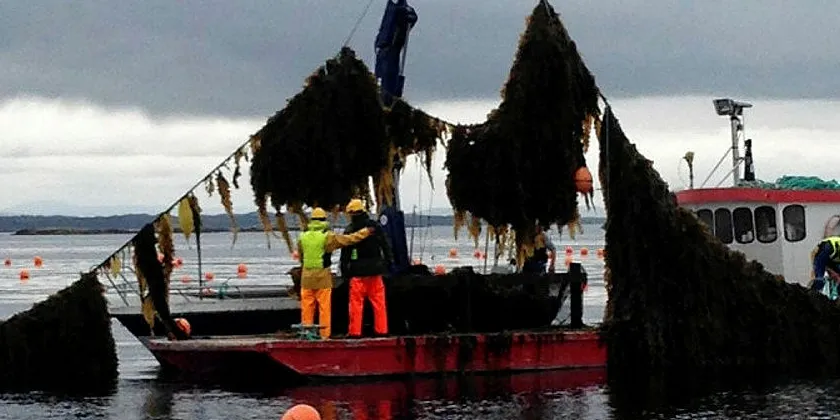 Tare høstes ved et dyrkingsanlegg på Trøndelagskysten.