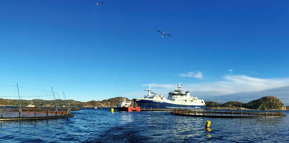 «Norwegian Gannet» laster fisk i Farsund.