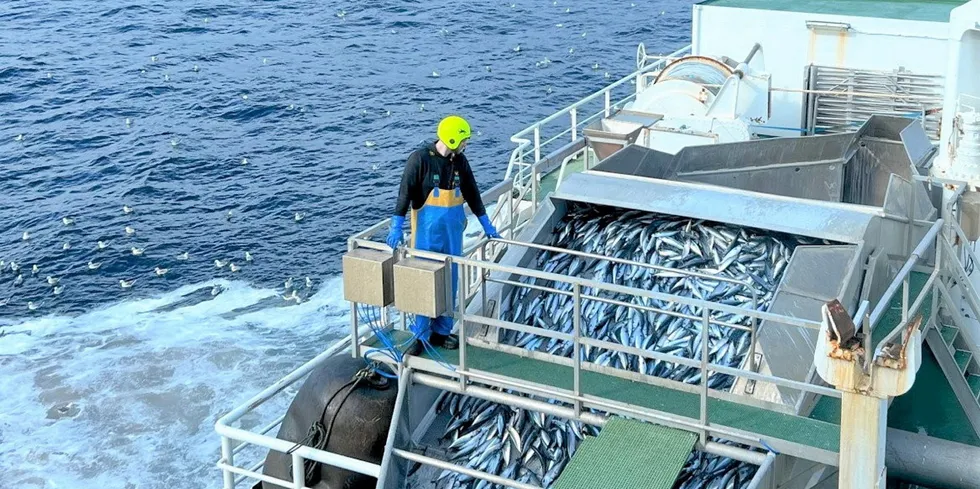 Makrell pumpes i silekassen. – Her ser vi at det er rene fangster av makrell, sier fiskeriinspektør Ruud-Halvorsen.