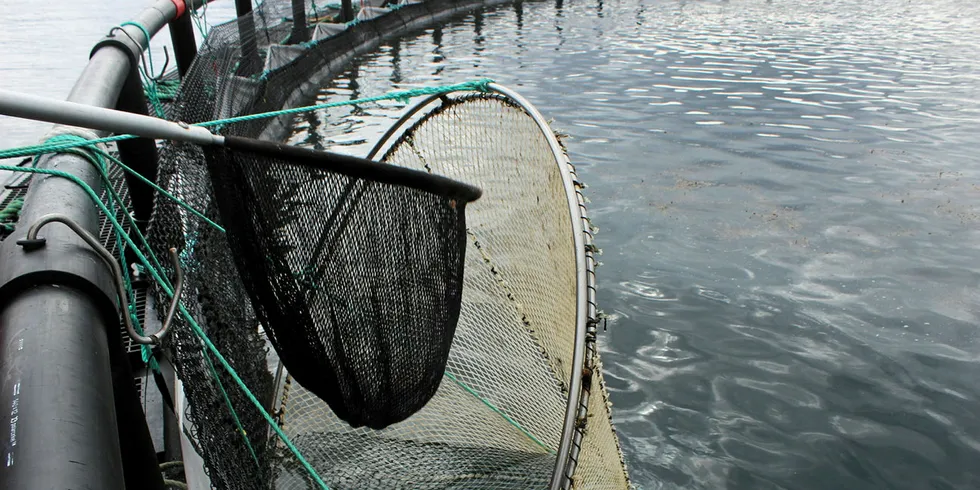 Et tau fra en dødfiskhov førte til hull i not, som igjen førte til rømming fra Marine Harvest. Illustrasjonsfoto: Anders Furuset
