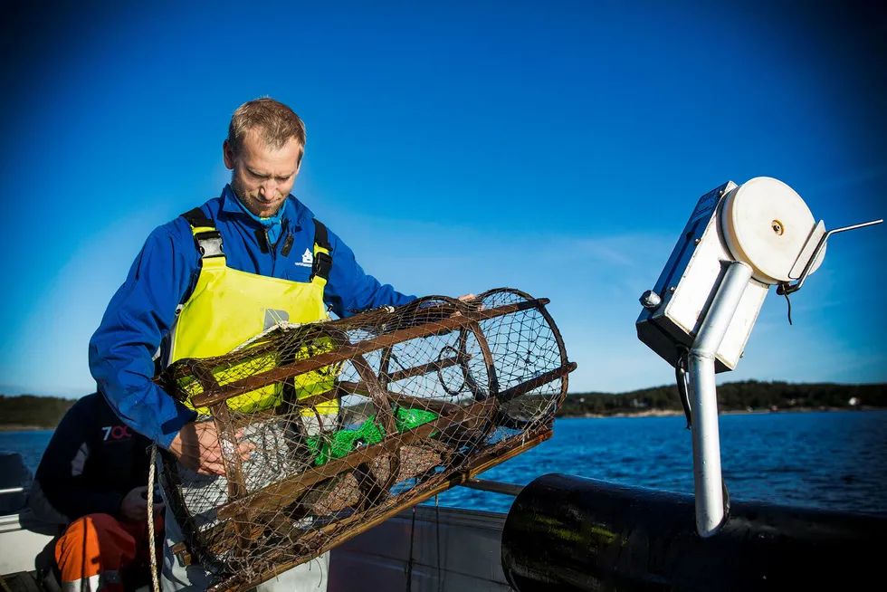 Hummerforsker Alf Ring Kleiven ved Havforskningsinstituttet anbefaler i en rapport nye og langt strengere regler for hummerfisket. Foto: Sondre Steen Holvik