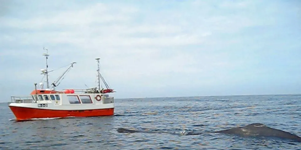 Mannskapet på sjarken «Sjøtind» av Myre har flere ganger de siste årene opplevd at spermhval ligger rundt båten store deler av sjøværet. Hvalen kan ligge lenge og vake i overflata, før den plutselig dukker ned. Noen minutter senere er den tilbake igjen. Slik adferd hos hvalen opplever de ikke under andre fiskerier.Foto: Trond Nilsen